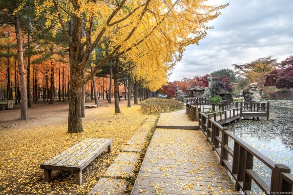 서울 근교 단풍 명소 남이섬