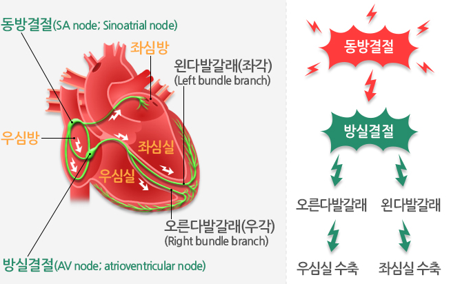 심전도 검사란?